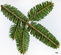 SpeciesSub: subsp. yulongxueshanensis
